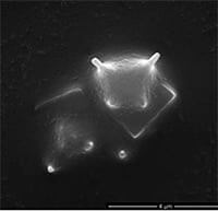horned particle