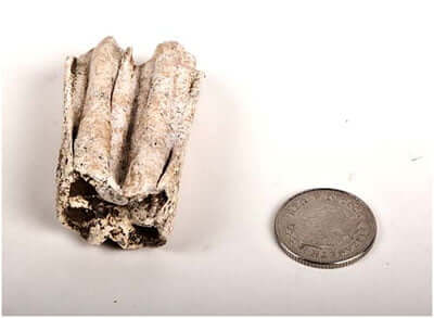 aurochs-tooth