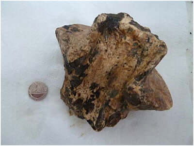 aurochs-vertebra