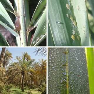 date palm diseases