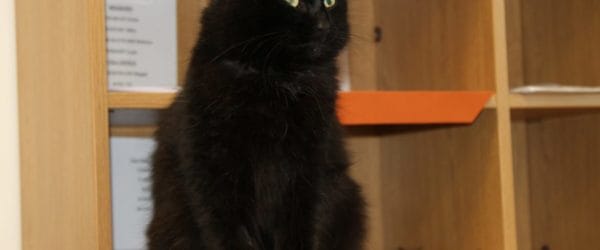 Dennis the cat