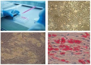 Animal and human cells under the microscope