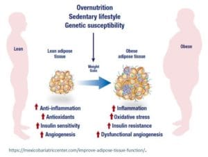 Diagram showing the effects obesity has on the body