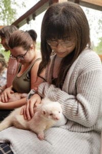 Student holding a skunk as part of a 'de-stress' event