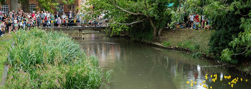 Ducks racing in the River Ouse, Buckingham